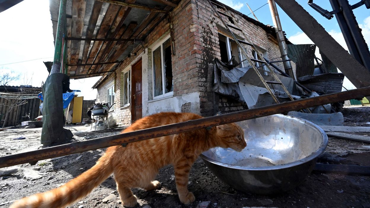 vente en ligne deltee, nantes, prêt-à-porter, BA chats